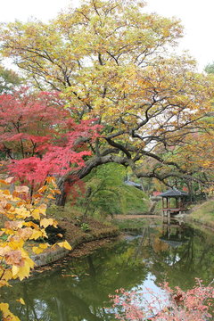 紅葉